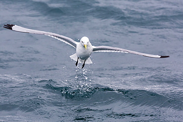 Black-legged Kittiwake (Rissa tridactyla) catching small terapods at Cape Hay, Bylot Island, Nunavut, Canada, North America 