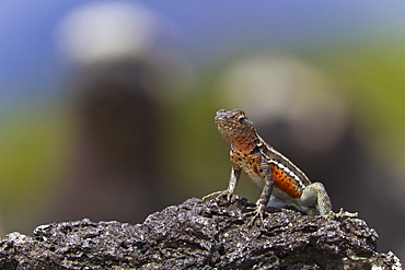 Lava lizard (Microlophus spp), Las Bachas, Santa Cruz Island, Galapagos Islands, Ecuador, South America