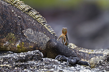 Lava lizard (Microlophus spp,) on top of marine iguana (Amblyrhynchus cristatus), Las Bachas, Santa Cruz Island, Galapagos Islands, Ecuador, South America