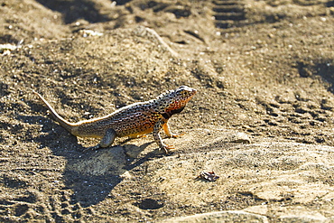 Male lava lizard (Microlophus spp), Las Bachas, Santa Cruz Island, Galapagos Islands, Ecuador, South America