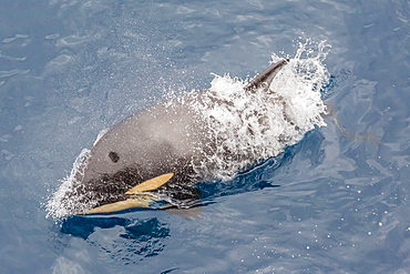 One of a small pod of curious killer whales (Orcinus orca) off the Cumberland Peninsula, Baffin Island, Nunavut, Canada, North America