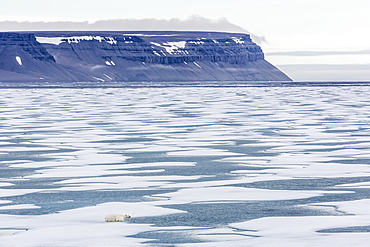 An adult polar bear (Ursus maritimus) stalking seals on fast ice in Icy Arm, Baffin Island, Nunavut, Canada, North America