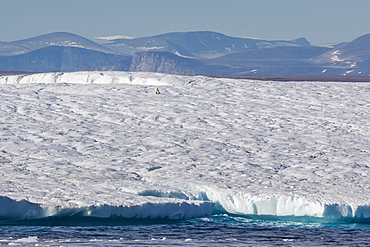 An adult polar bear (Ursus maritimus) on a huge iceberg in Arctic Harbour, Isabella Bay, Baffin Island, Nunavut, Canada, North America