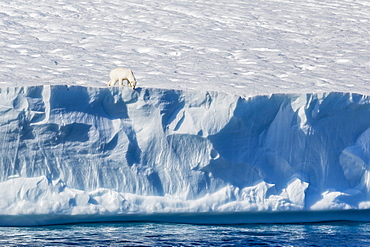 An adult polar bear (Ursus maritimus) on the edge of a huge iceberg in Arctic Harbour, Isabella Bay, Baffin Island, Nunavut, Canada, North America