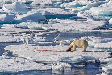 An adult polar bear (Ursus maritimus) with seal kill, Arctic Harbour, Isabella Bay, Baffin Island, Nunavut, Canada, North America