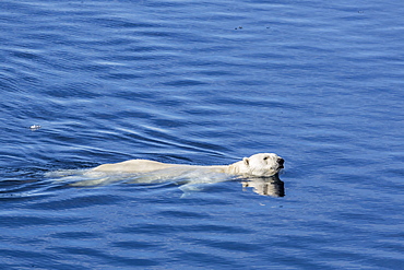 Adult polar bear (Ursus maritimus) swimming in open water, Cumberland Peninsula, Baffin Island, Nunavut, Canada, North America
