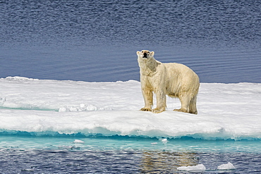 Adult polar bear (Ursus maritimus) on ice floe, Cumberland Peninsula, Baffin Island, Nunavut, Canada, North America