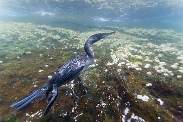 Flightless cormorant (Nannopterum harrisi) hunting underwater, Tagus Cove, Isabela Island, Galapagos Islands, Ecuador, South America