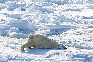 Adult polar bear (Ursus maritimus) cleaning fur on ice floe, Cumberland Peninsula, Baffin Island, Nunavut, Canada, North America