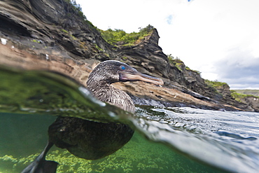 Flightless cormorant (Nannopterum harrisi), Tagus Cove, Isabela Island, Galapagos Islands,UNESCO World Heritage Site, Ecuador, South America