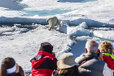 Guests from the Lindblad Expeditions ship National Geographic Explorer with polar bear (Ursus maritimus), Cumberland Peninsula, Baffin Island, Nunavut, Canada, North America