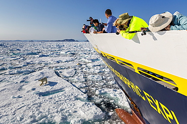 Guests from the Lindblad Expeditions ship National Geographic Explorer with polar bear (Ursus maritimus), Cumberland Peninsula, Baffin Island, Nunavut, Canada, North America