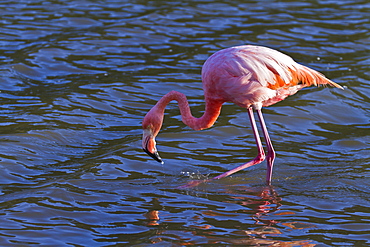 Greater flamingo (Phoenicopterus ruber), Las Bachas, Santa Cruz Island, Galapagos Islands, Ecuador, South America