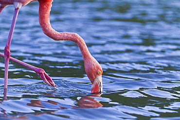 Greater flamingo (Phoenicopterus ruber), Las Bachas, Santa Cruz Island, Galapagos Islands, Ecuador, South America