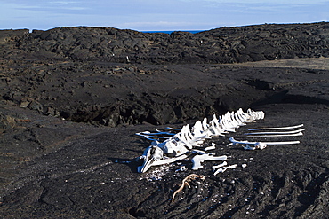 Whale skeleton, Fernandina Island, Galapagos Islands, UNESCO World Heritage Site, Ecuador, South America