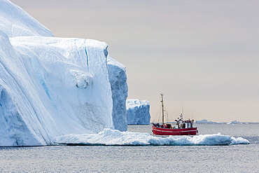 A commercial iceberg tour amongst huge icebergs calved from the Ilulissat Glacier, UNESCO World Heritage Site, Ilulissat, Greenland, Polar Regions