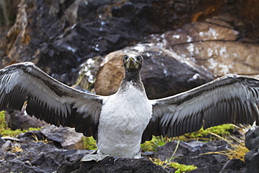 Nazca booby (Sula grantii) chick, Punta Suarez, Santiago Island, Galapagos Islands, Ecuador, South America