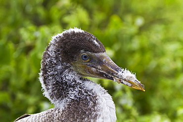 Nazca booby (Sula grantii) chick, Punta Suarez, Santiago Island, Galapagos Islands, Ecuador, South America