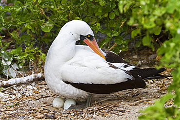 Adult Nazca booby (Sula grantii) on eggs, Punta Suarez, Santiago Island, Galapagos Islands, Ecuador, South America