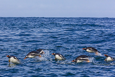 Adult gentoo penguins (Pygoscelis papua) porpoising for speed in Cooper Bay, South Georgia, UK Overseas Protectorate, Polar Regions