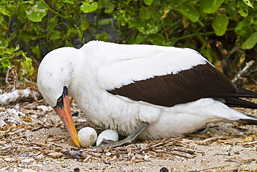 Adult Nazca booby (Sula grantii) on eggs, Punta Suarez, Santiago Island, Galapagos Islands, Ecuador, South America