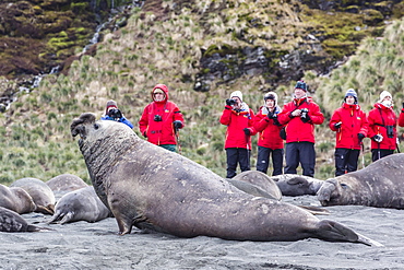 Southern elephant seal (Mirounga leonina), visitors watch males challenging each other at Gold Harbour, South Georgia, UK Overseas Protectorate, Polar Regions