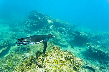 Adult Galapagos penguin (Spheniscus mendiculus) underwater, Bartolome Island, Galapagos Islands, Ecuador, South America