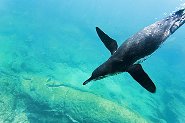 Adult Galapagos penguin (Spheniscus mendiculus) underwater, Bartolome Island, Galapagos Islands, Ecuador, South America