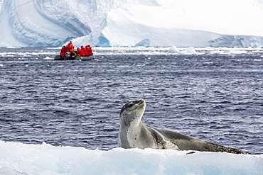 Adult leopard seal (Hydrurga leptonyx) on ice floe in Cierva Cove, Antarctica, Polar Regions