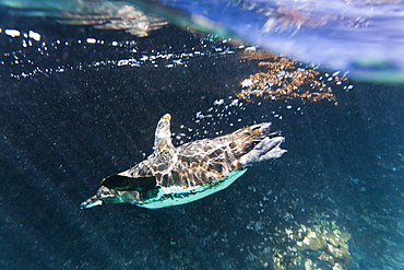 Adult Galapagos penguin (Spheniscus mendiculus) underwater, Bartolome Island, Galapagos Islands, Ecuador, South America