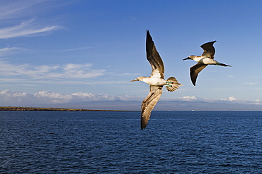 Blue-footed booby (Sula nebouxii), North Seymour Island, Galapagos Islands, Ecuador, South America