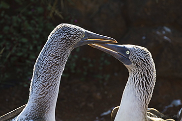 Blue-footed booby (Sula nebouxii), North Seymour Island, Galapagos Islands, Ecuador, South America