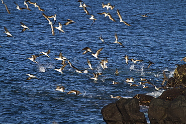 Blue-footed booby (Sula nebouxii), North Seymour Island, Galapagos Islands, Ecuador, South America