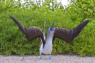 Blue-footed booby (Sula nebouxii), North Seymour Island, Galapagos Islands, Ecuador, South America