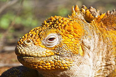 Galapagos land iguana, (Conolophus subcristatus), Santa Cruz Island, Galapagos Islands, UNESCO World Heritge Site, Ecuador, South America