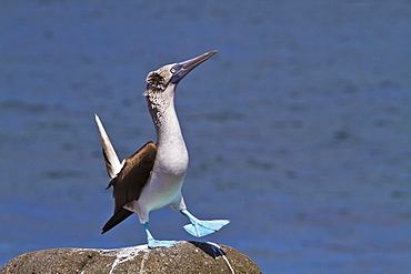 Blue-footed booby (Sula nebouxii) male, North Seymour Island, Galapagos Islands, Ecuador, South America