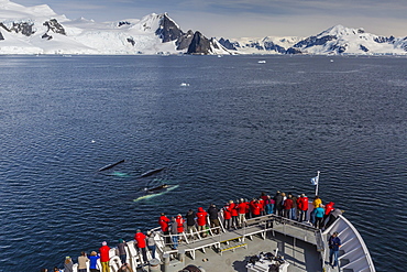 Adult humpback whales (Megaptera novaeangliae) surfacing off the bow of the National Geographic Explorer in the Gerlache Strait, Antarctica, Polar Regions