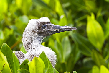 Red-footed booby (Sula sula) chick, Genovesa Island,  Galapagos Islands, Ecuador, South America