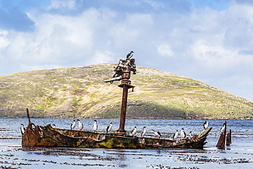 Adult imperial shags (Phalacrocorax atriceps) on rusting shipwreck on New Island, West Falkland Islands, UK Overseas Protectorate, South America