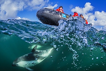 Adult Peale's dolphin (Lagenorhynchus australis) bow riding a Lindblad Expeditions Zodiac above and below water near New Island, Falkland Islands, UK Overseas Protectorate, South America