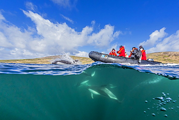 Adult Peale's dolphin (Lagenorhynchus australis) bow riding a Lindblad Expeditions Zodiac above and below water near New Island, Falkland Islands, UK Overseas Protectorate, South America