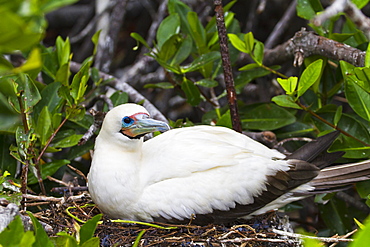 Adult white morph red-footed booby (Sula sula), Genovesa Island, Galapagos Islands, Ecuador, South America