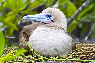 Adult dark morph red-footed booby (Sula sula), Genovesa Island, Galapagos Islands, Ecuador, South America