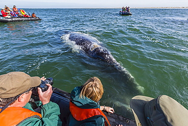 California gray whale (Eschrichtius robustus) approaching Zodiacs in Magdalena Bay, Baja California Sur, Mexico, North America