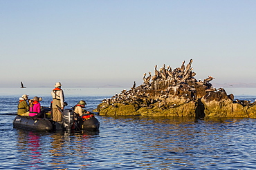 Zodiac from the Lindblad Expeditions ship National Geographic Sea Bird with guests at Isla Rasita, Baja California Norte, Mexico, North America