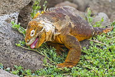 Galapagos land iguana (Conolophus subcristatus), North Seymour Island, Galapagos Islands, UNESCO World Heritge Site, Ecuador, South America