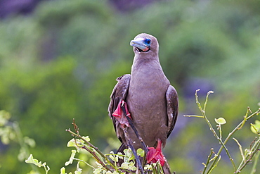 Adult dark morph red-footed booby (Sula sula), Genovesa Island, Galapagos Islands, Ecuador, South America