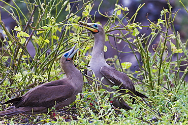 Adult dark morph red-footed boobies (Sula sula), Genovesa Island, Galapagos Islands, Ecuador, South America