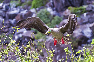 Adult dark morph red-footed booby (Sula sula) in flight, Genovesa Island, Galapagos Islands, Ecuador, South America