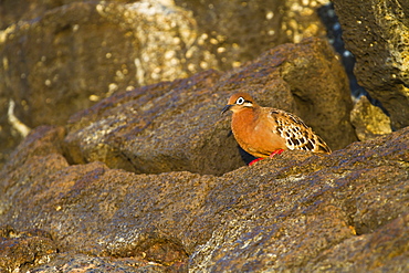 Galapagos dove (Zenaida galapagoensis), Puerto Egas, Santiago Island, Galapagos Islands, Ecuador, South America